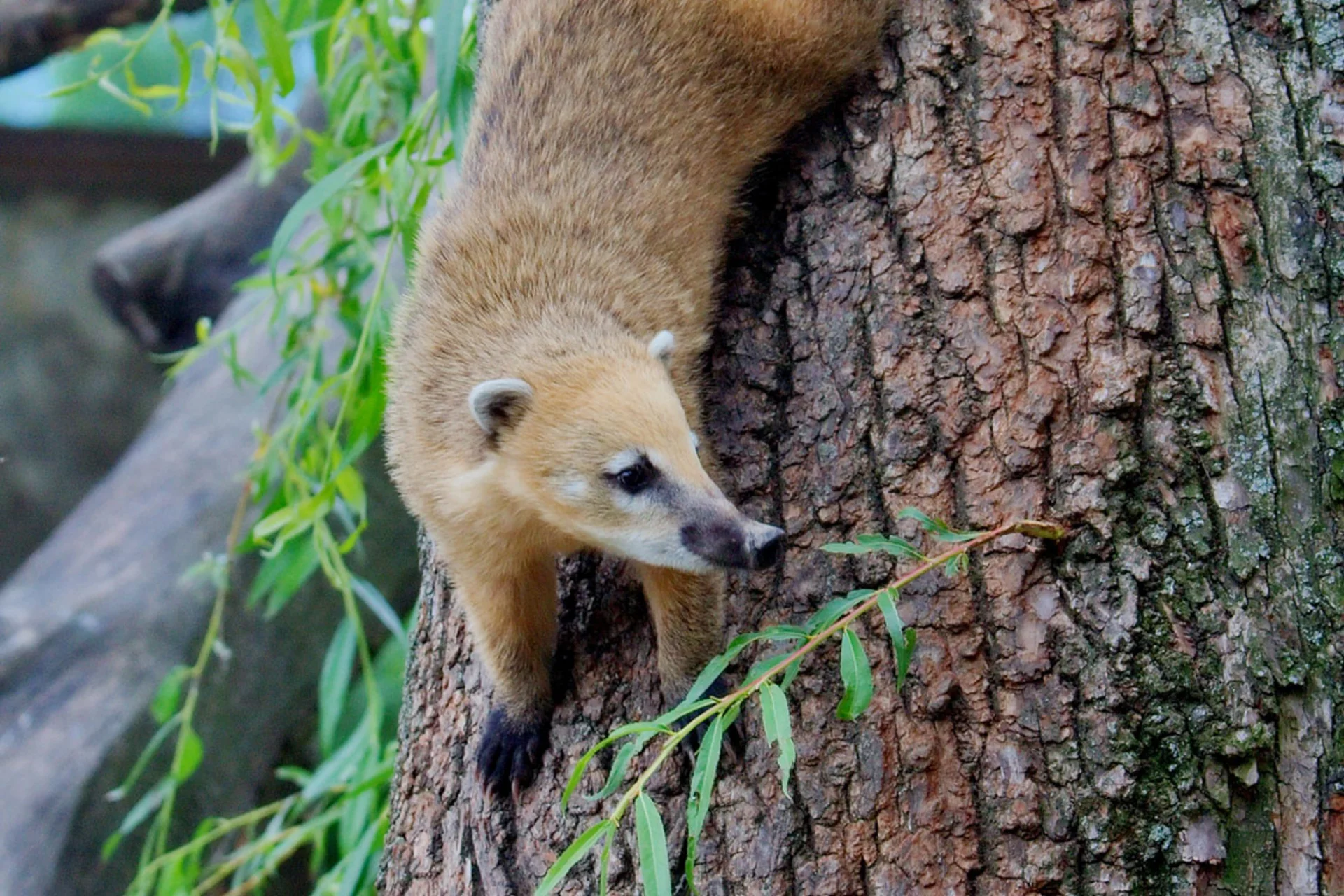 Der Nasenbär ist das diesjährige Bielsteiner Orakel - Foto: MatthiasKabel, Wikipedia, CC-BY-SA-2.5,2.0,1.0